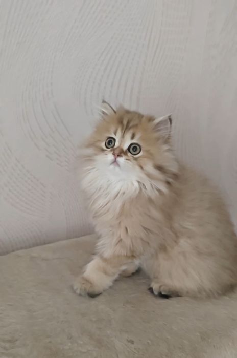 Золотая шиншилла хайленд