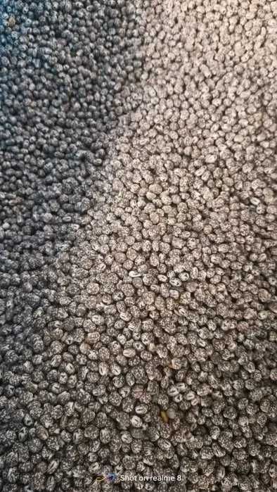 Łubin gorzki ekologiczny