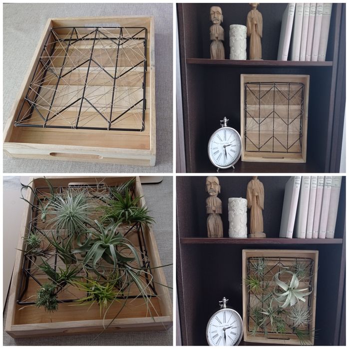Stojak, taca, kwietnik, żywy obraz, holder, tillandsia, airplants.