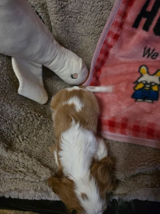 Cavalier King Charles Spaniel / suni