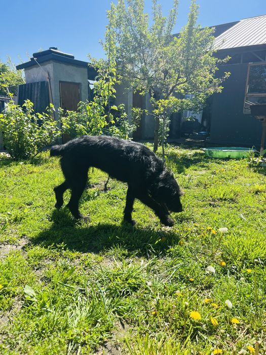 Різешнауцер Шукає Хлопчика