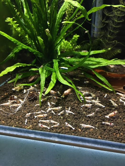 Krewetki caridina crystal red PRL
