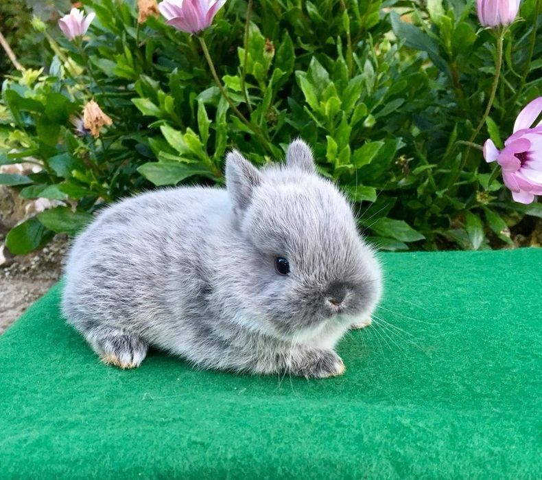 KIT Coelhos anões mini holandês e minitoy lindíssimos e muito dóceis