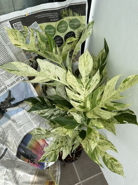 Епіпремнум Epipremnum White Marble