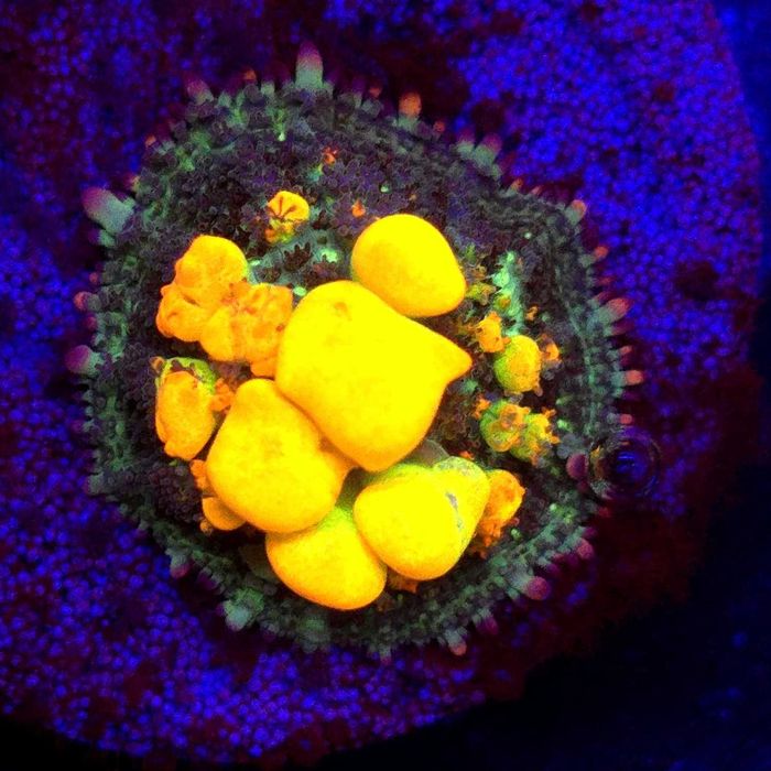 WWC OG Bounce Mushroom Coral - Kingdom of Corals koralowce