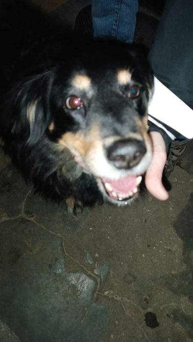 Віддаю собаку в добрі руки безкоштовно !!