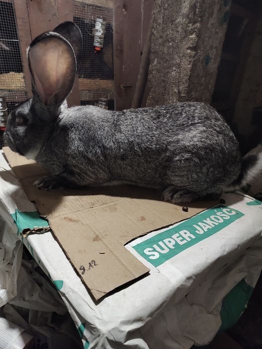 Olbrzym belgijski SZYNSZYLOWY