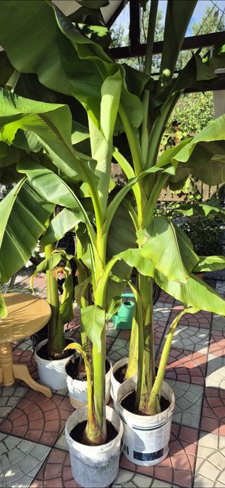 Musa basjoo bananowce