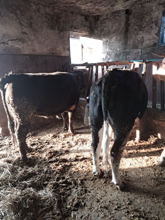 Witam sprzedam 2 jalowki