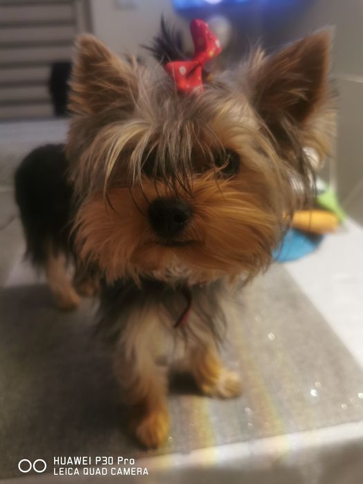 Yorkshire terrier Suczka/Piesek