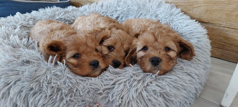 Cavappo -czekoladowy  piesek