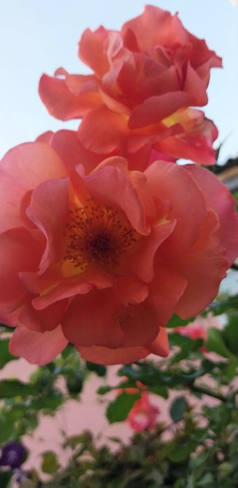 Троянда Вестерленд ( паркова).