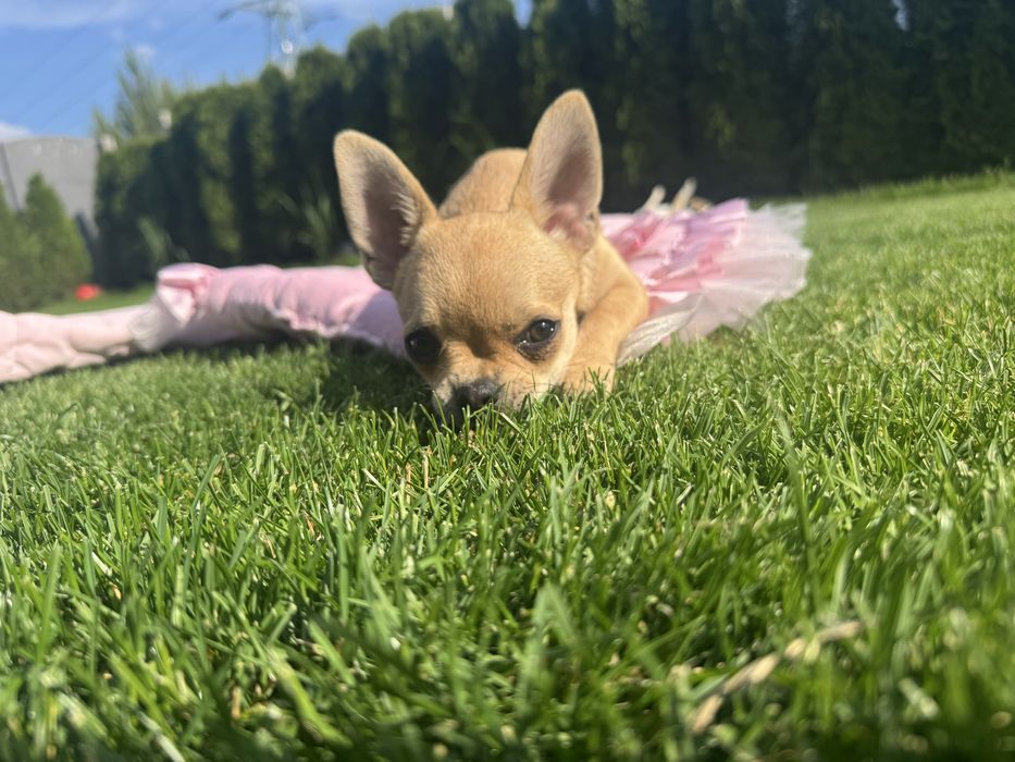 Chihuahua z prawdziwym rodowodem ZKwP/ FCI