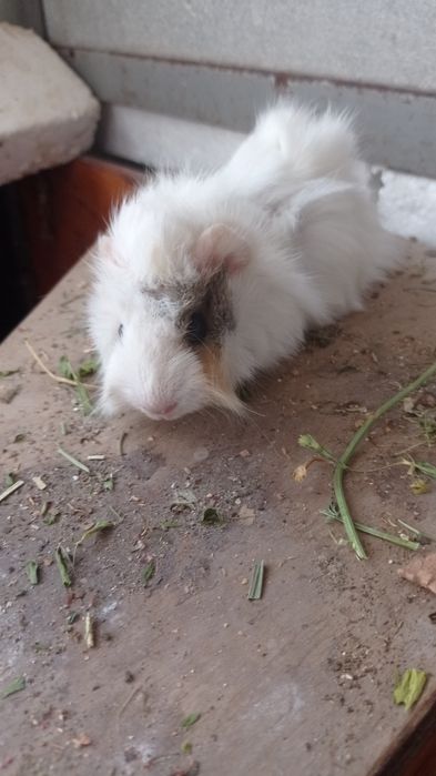 Свинки  морські і морські свини