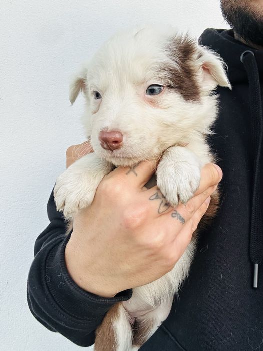 Menina border collie chocolate olhos claros