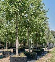 Platan Klonolistny 300 cm  obwód pnia 10-12 cm Cena 250 zł