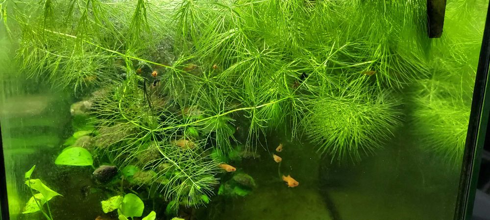 Rogatek - roślina akwariowa.