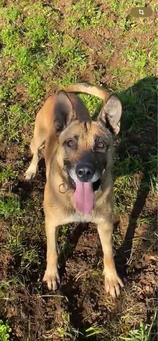 Dou Cão Pastor Belga