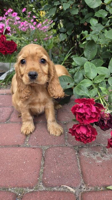 Cocker Spaniel Angielski
