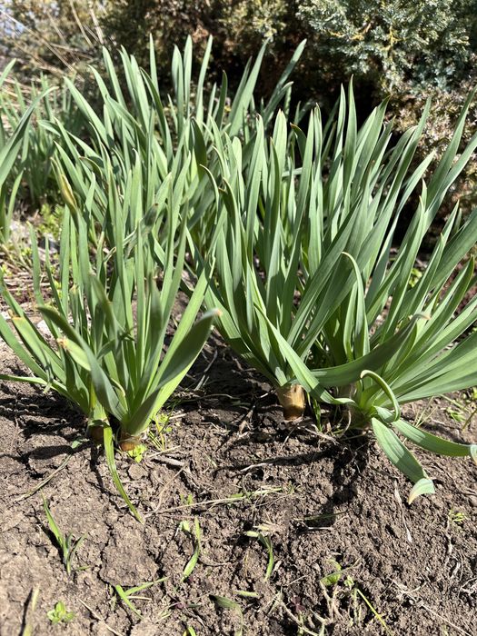 Еремурус и др. растения