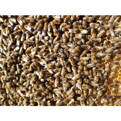 Odkłady pszczele