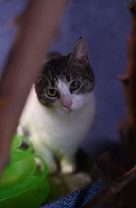 Kotka Tamara pilnie czeka na dom