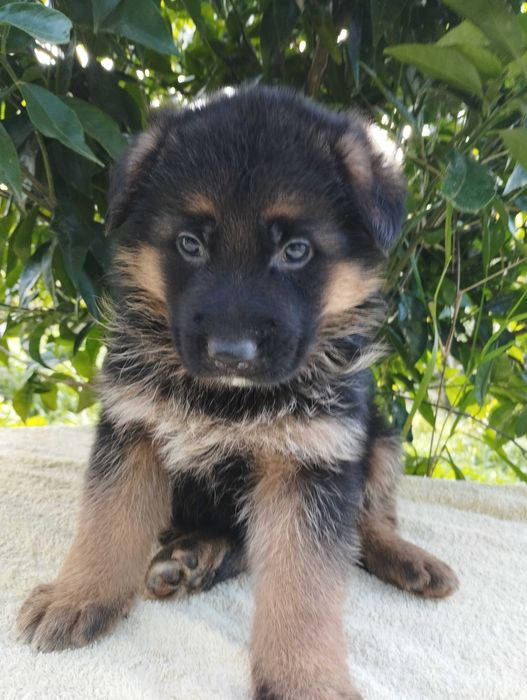 Cachorro Pastor Alemão.