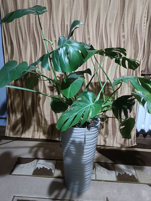 Monstera odbiór osobisty