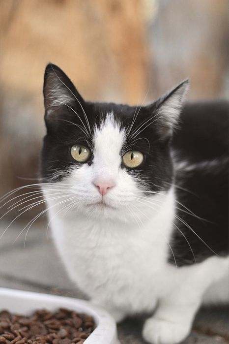 Cudowne koty do adopcji!