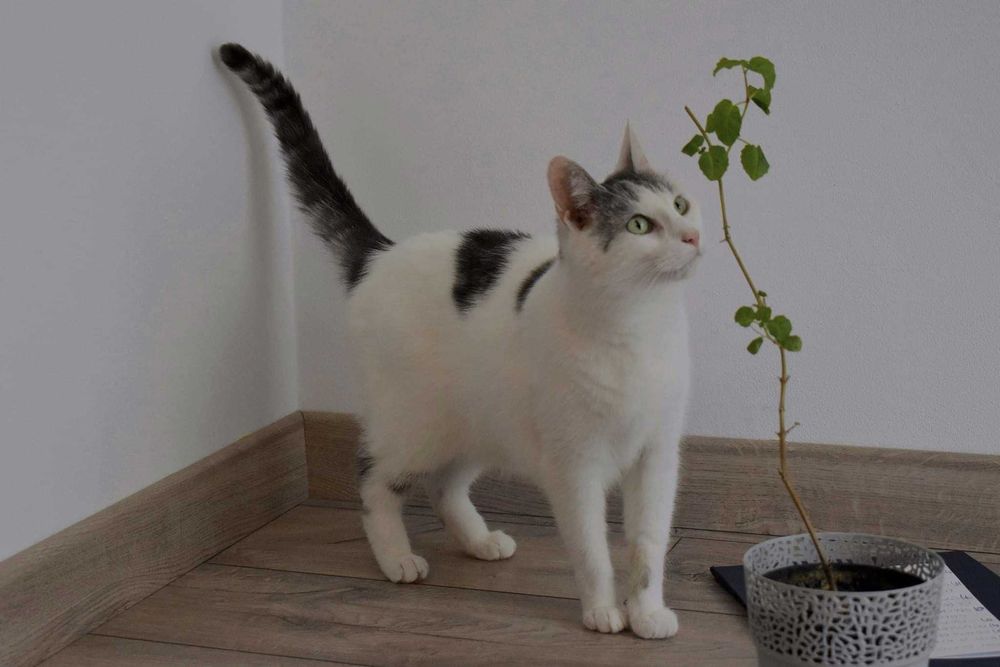 Uroczy Diego poleca się do adopcji!