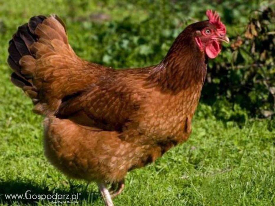 Kury kokoszki nioski kaczki gęsi perliczki brojlery młode nioski