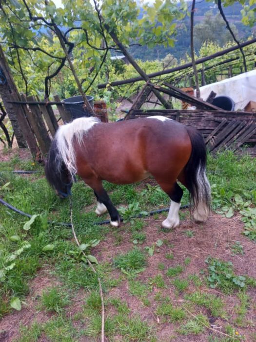 Vendo ponei macho