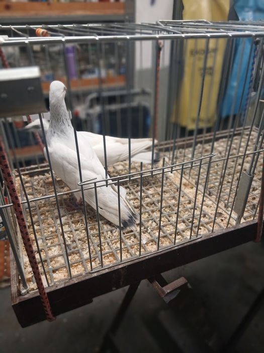 Gołebie Ozdobne Jasne