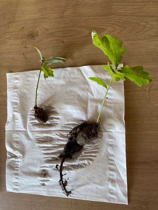Sadzonki dębu, dąb staropolski sadzonki