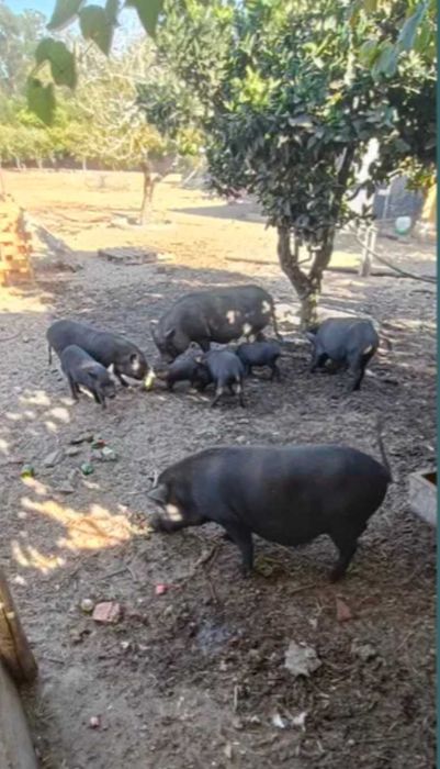 Porcos vietnamitas