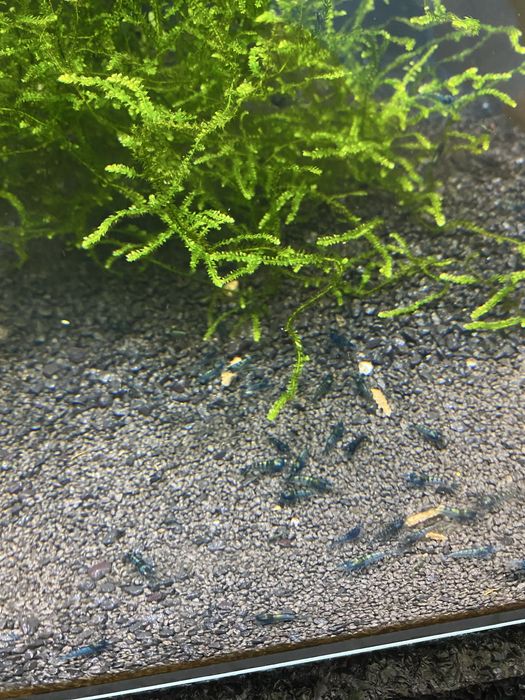 Krewetki neocaridina  blue velvet 5zł/szt