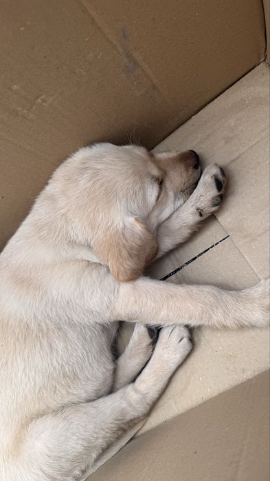 Метис лабрадор.