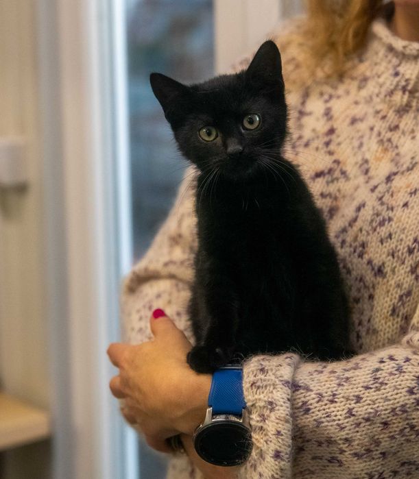 Słodki Hebanek szuka domu