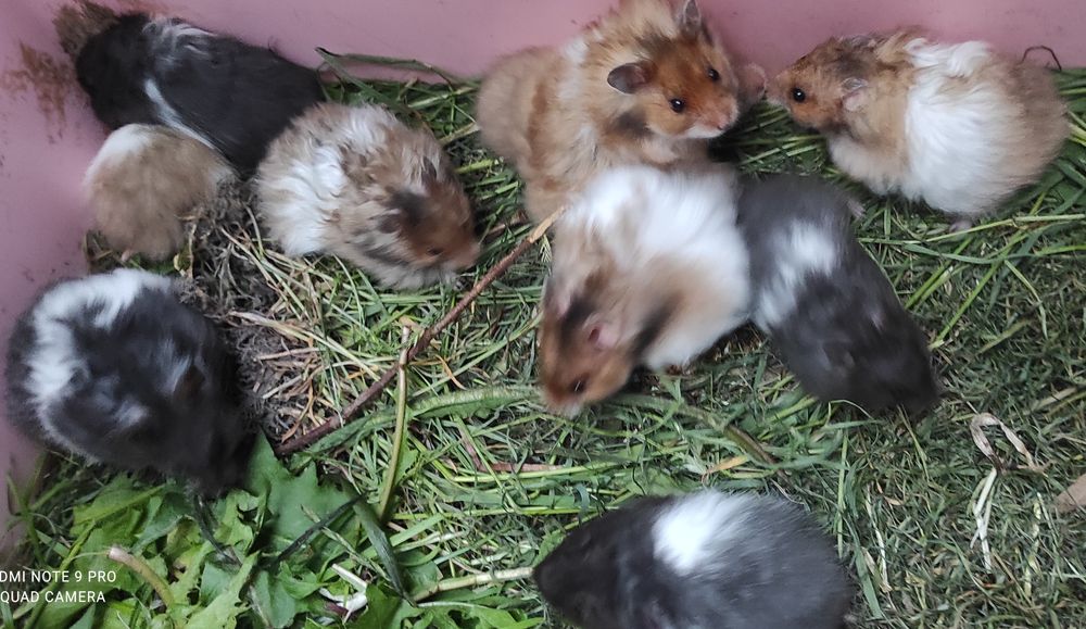 Хом'яки королівські, ангорські