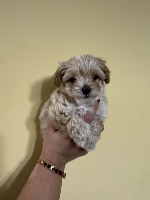 Цуцики мальтіпу F1