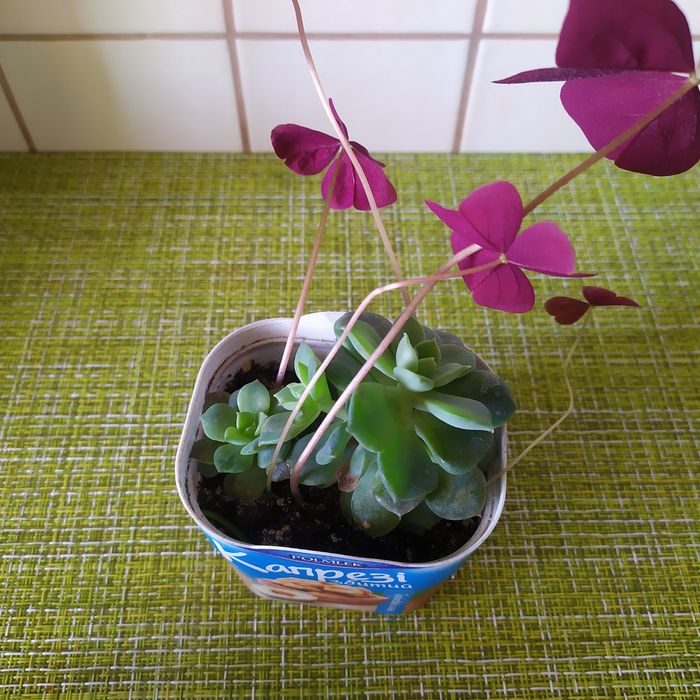 Сукуленти: еоніум, сєдум, ехеверія. Оксаліс