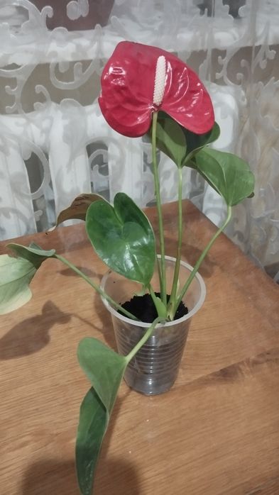 Продам антуріум ( "чоловіче щастя")