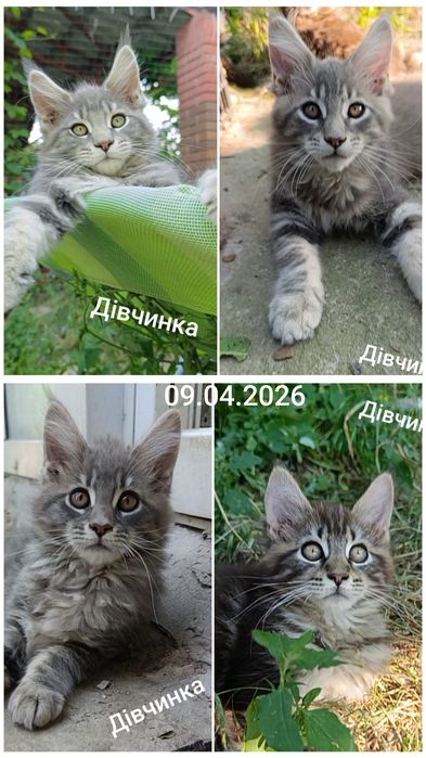 Мейн кун, кошенята, все офіційно, можливість розтермінування до 5 міс.і