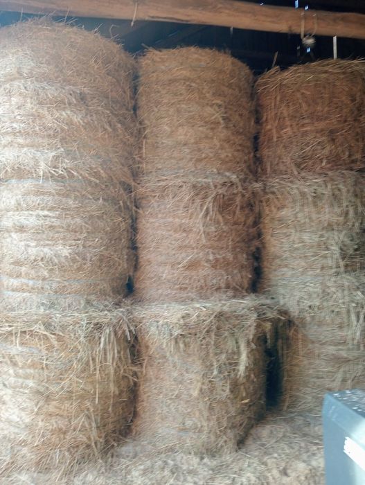 Sprzedam siano bele 130