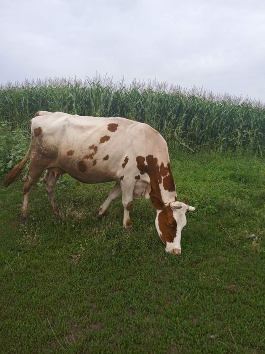 Продам червоно-рябу корову