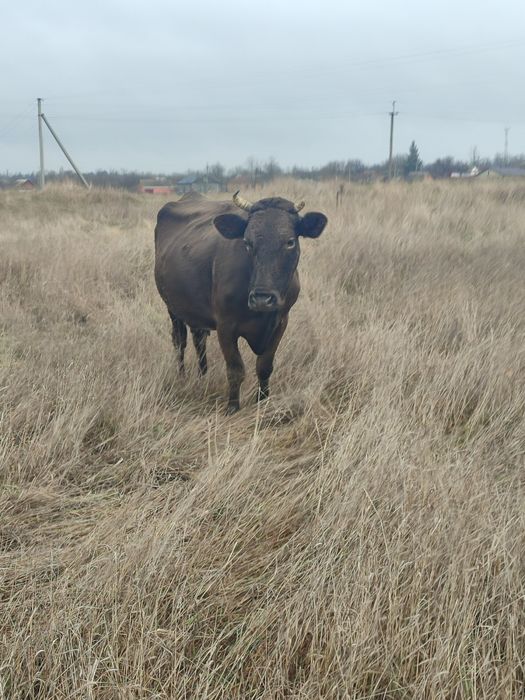Корова продається