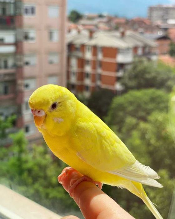 Piriquitos domésticados , KIT completo Gaiola