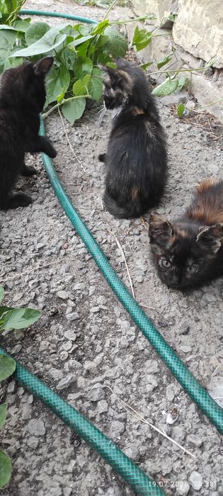 Подарую кошенята.