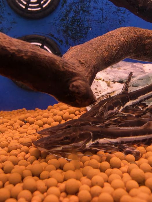 Cachara (Pseudoplatystoma Fasciatum)