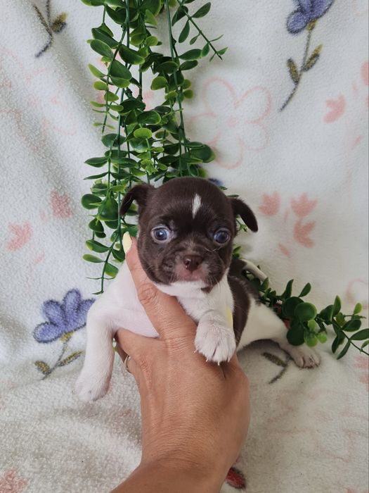 Excelente mini Chihuahua/Chiuaua de Qualidade. Lunhagem Russa